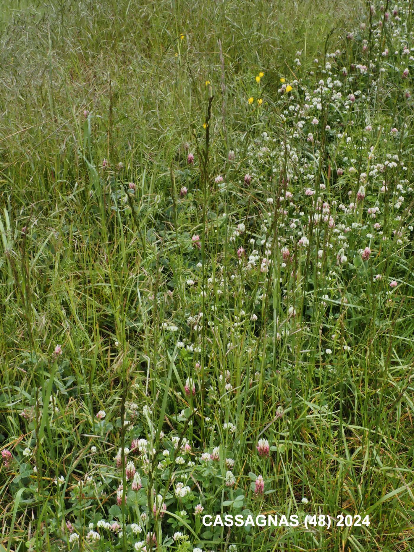 Fescue, Red plant